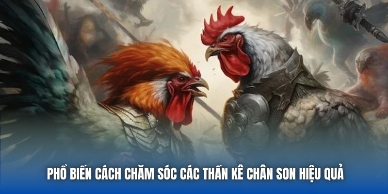 Phổ biến cách chăm sóc các thần kê chân son hiệu quả
