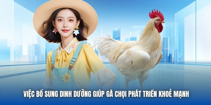 Việc bổ sung dinh dưỡng giúp gà chọi phát triển khoẻ mạnh